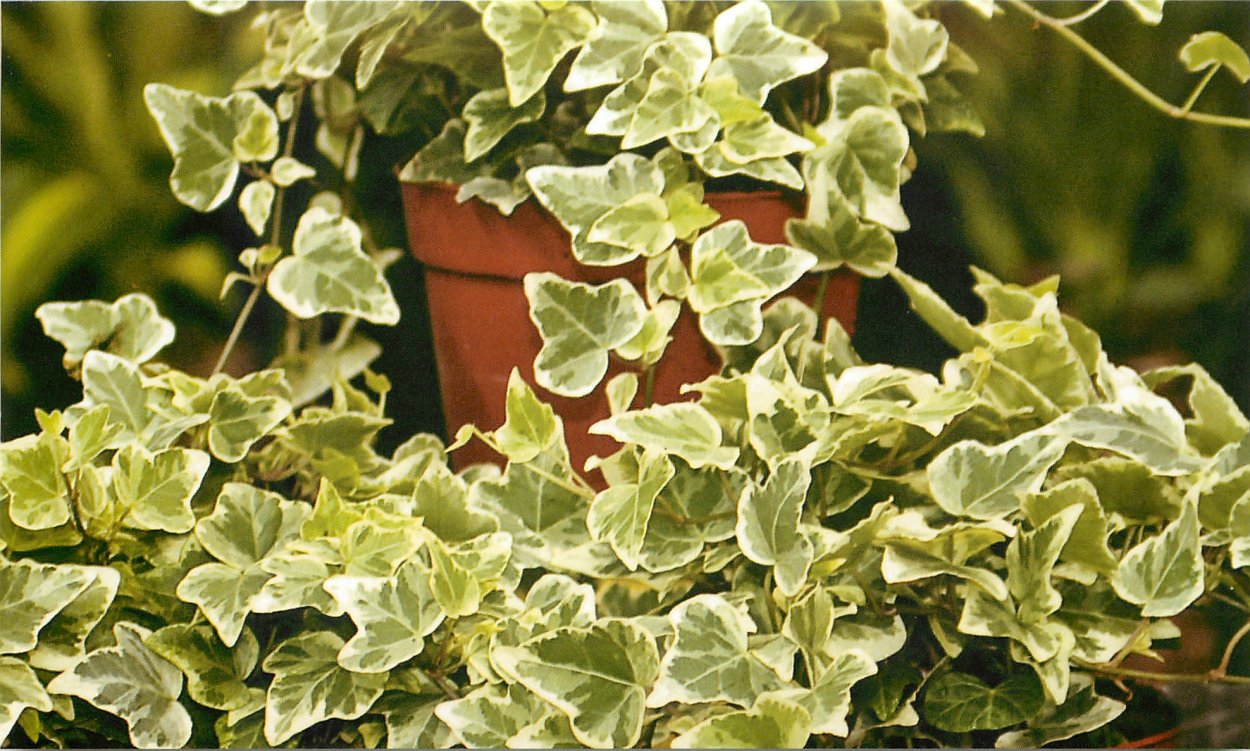 Хедера плющ Канарский (Hedera canariensis)