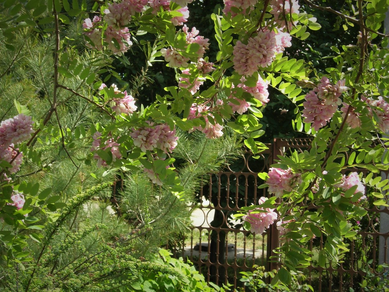 Мимоза Акация Абхазия