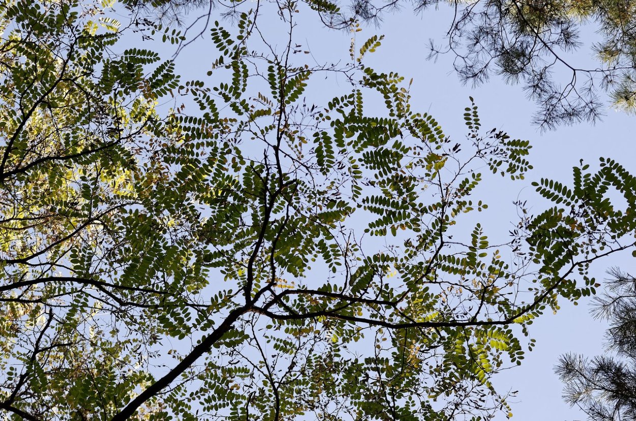 Акация розовая на белом фоне