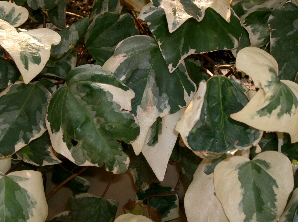 Хедера плющ Канарский (Hedera canariensis)
