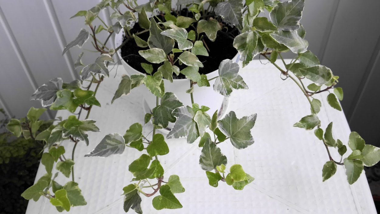 Вьюн плющ домашний