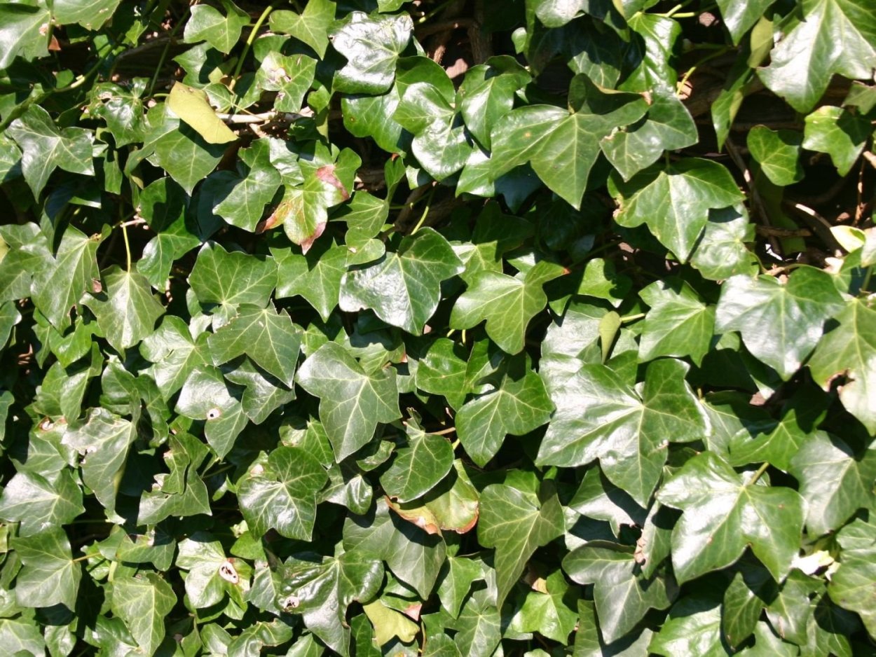 Плющ ирландский Hedera Hibernica