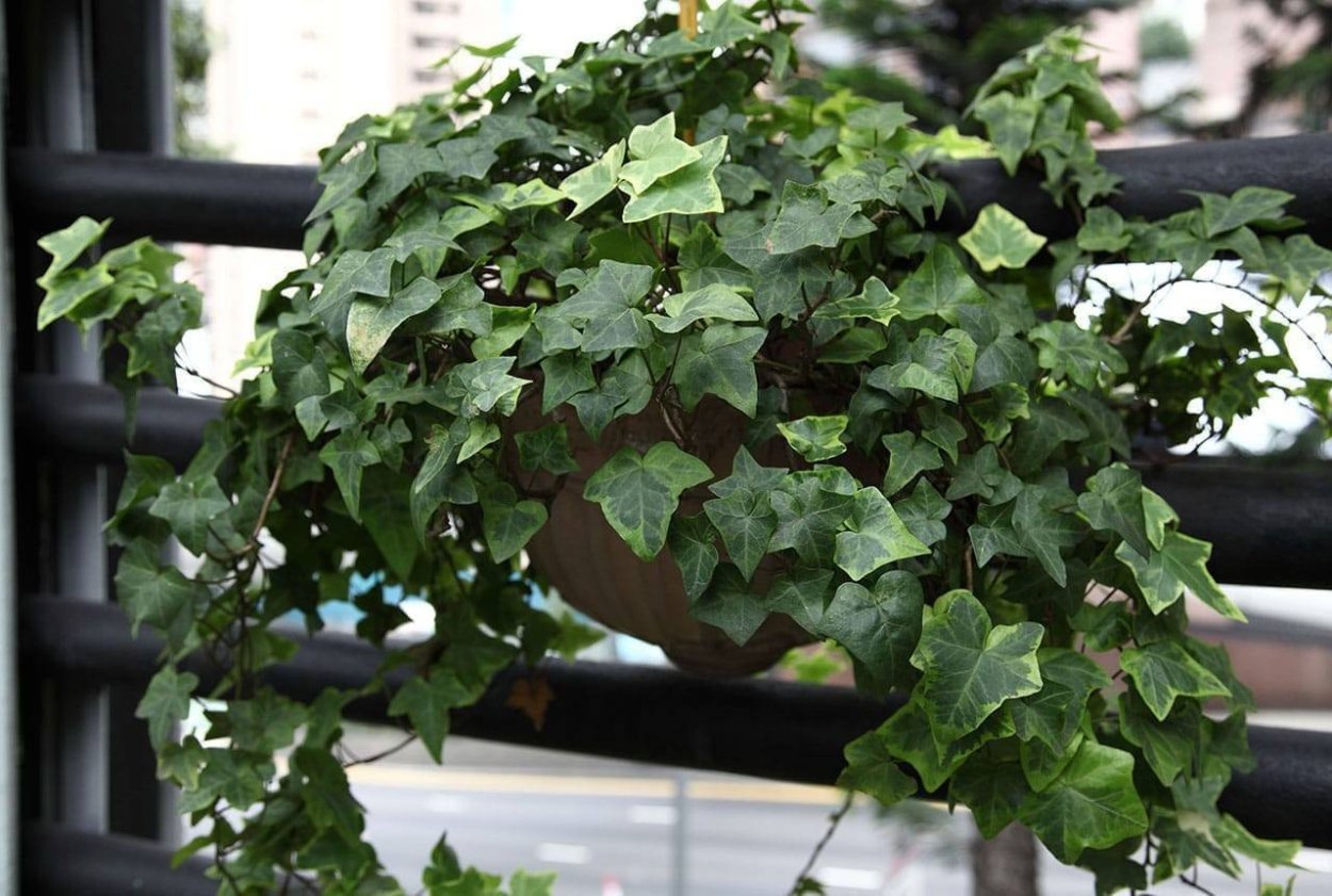 Плющ Hedera Helix