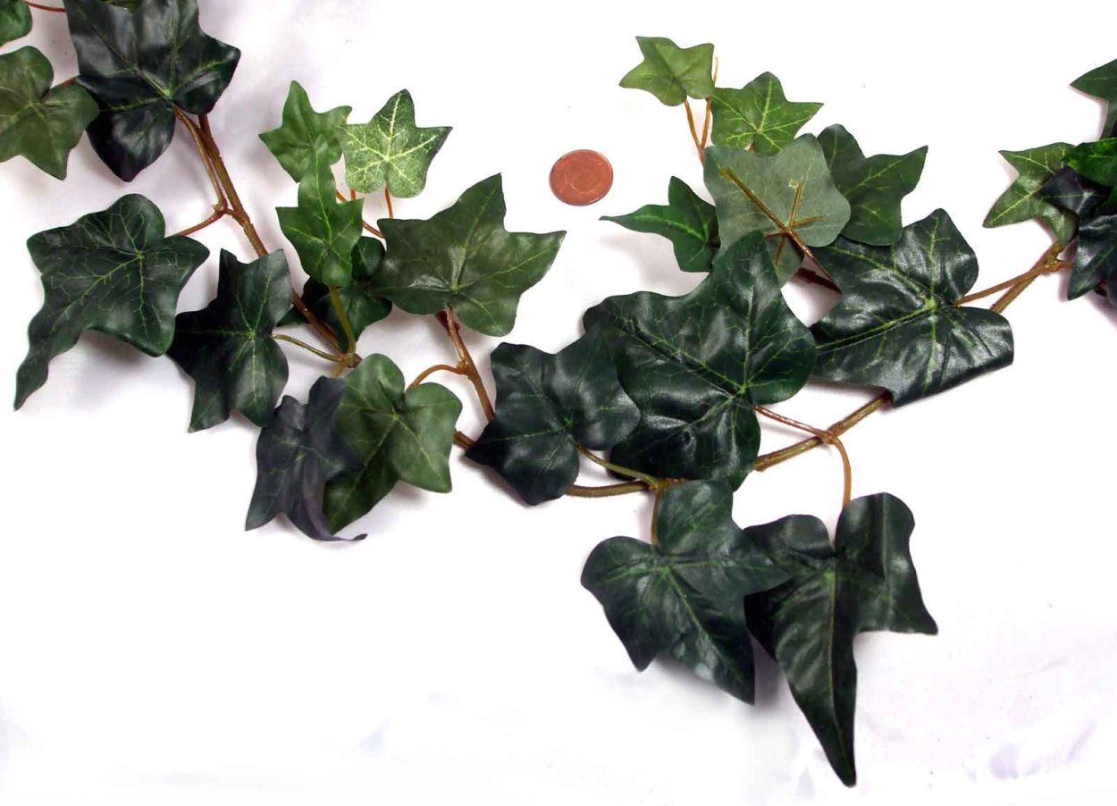 Плющ Арлекин