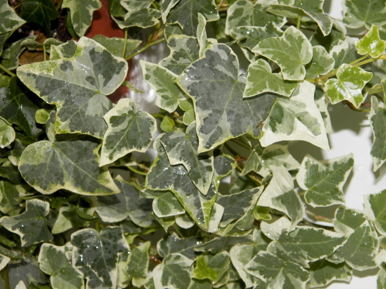 Хедера плющ вариегатный