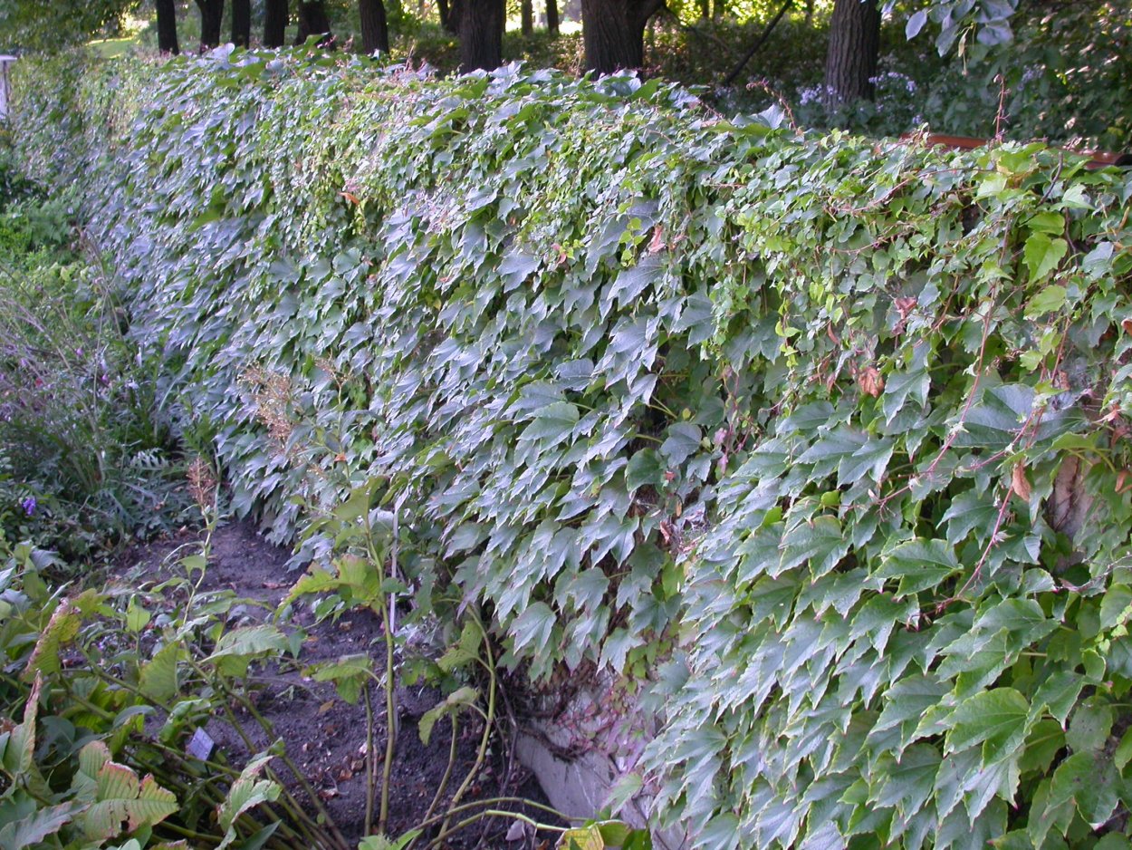 Живая изгородь (виноград + плющ) (Аэлита)