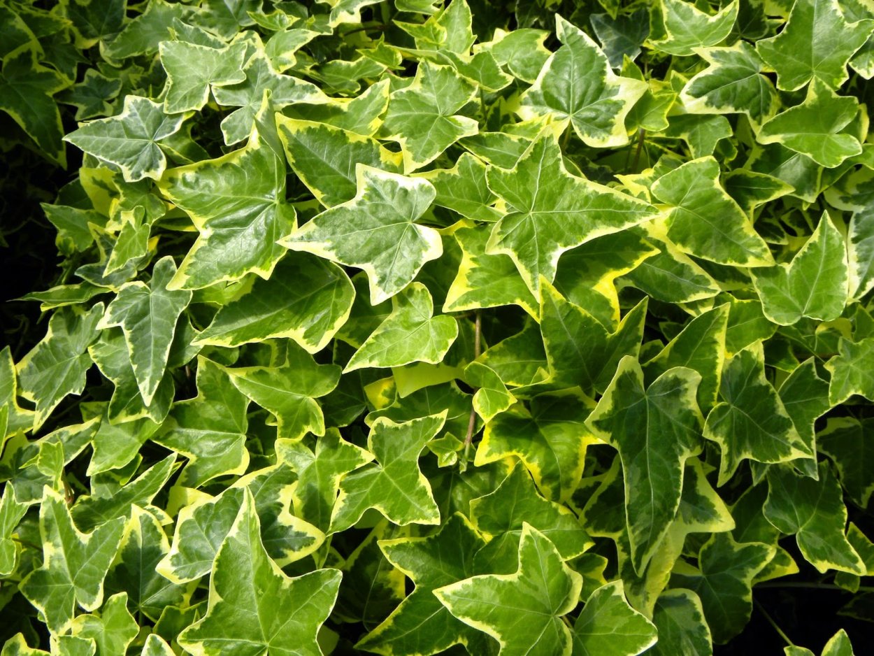 Плющ пестролистный садовый