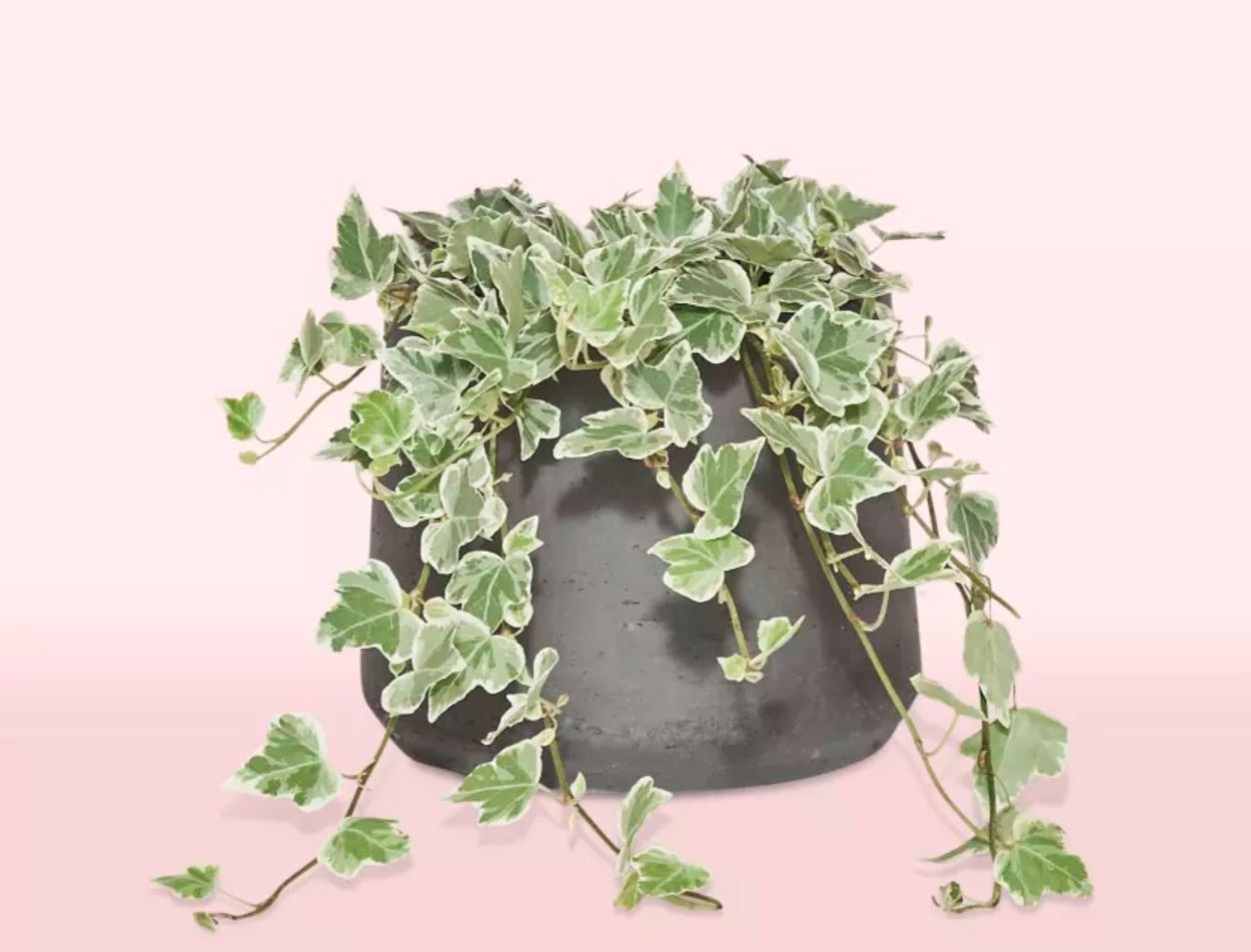 Хедера Хеликс Вариегата