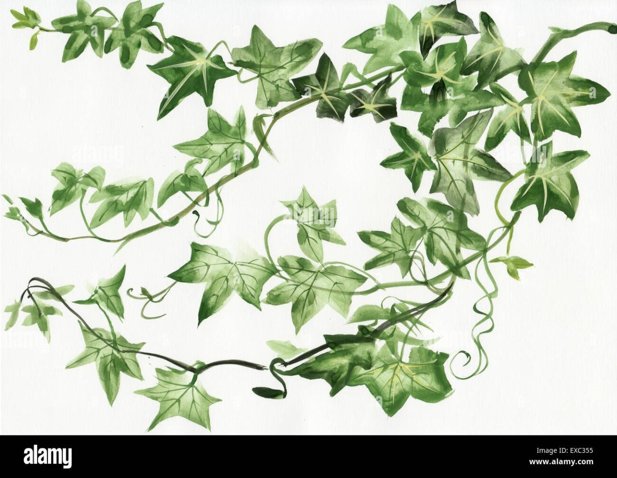 Акварель листья плющ