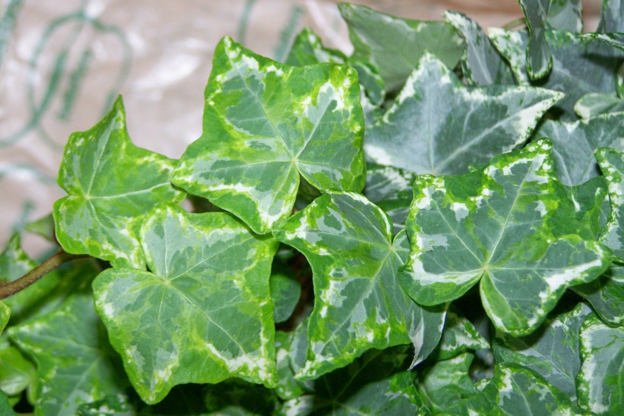 Плющ Хедера мраморный