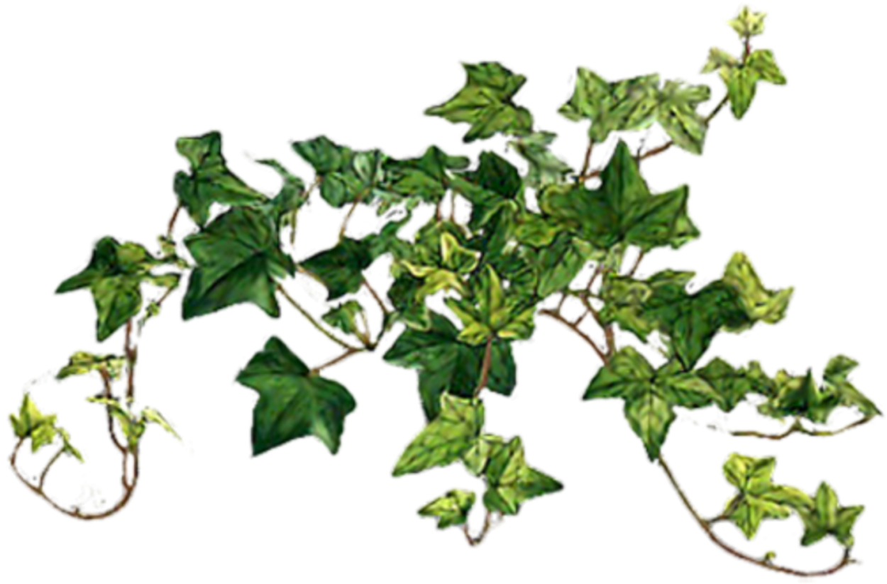 Плющ стебель