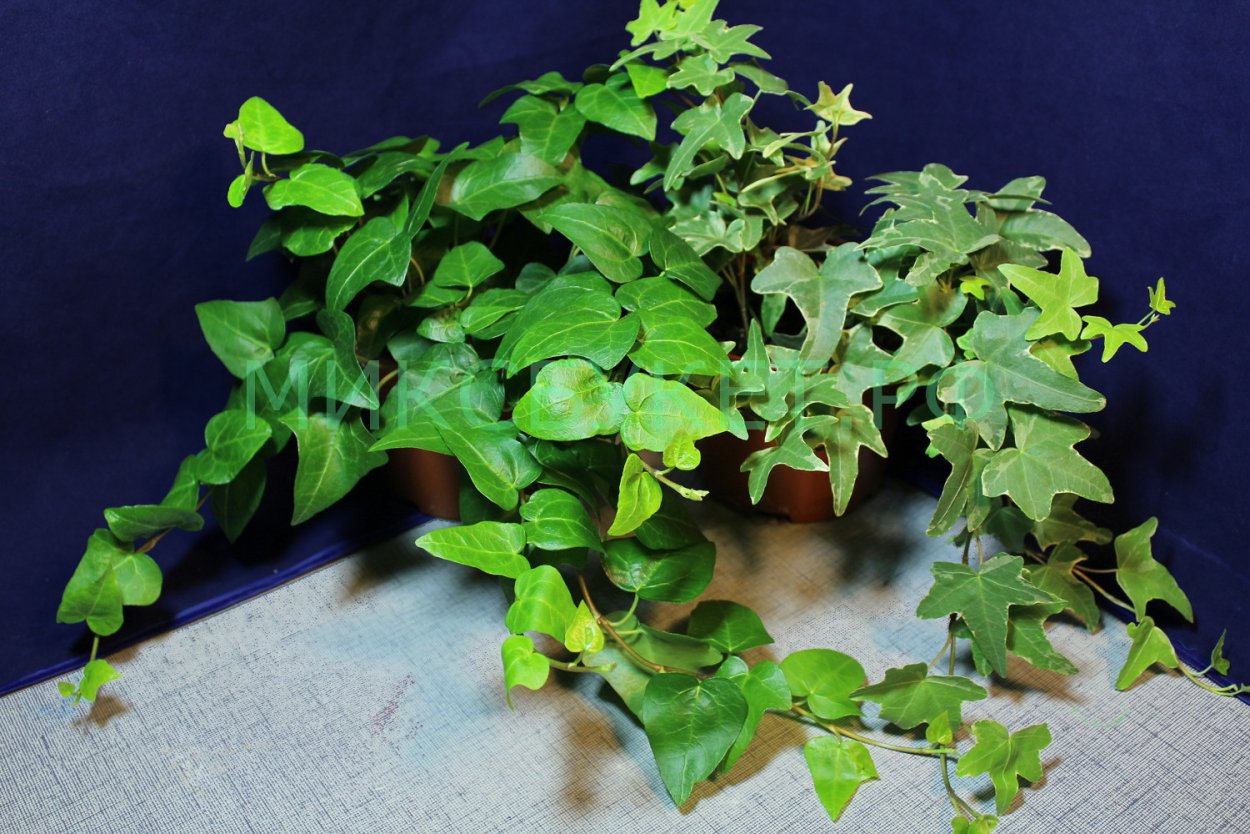 Хедера плющ обыкновенный