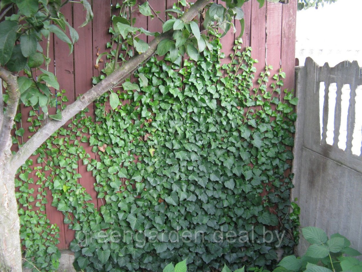 Плющ садовый вечнозеленый