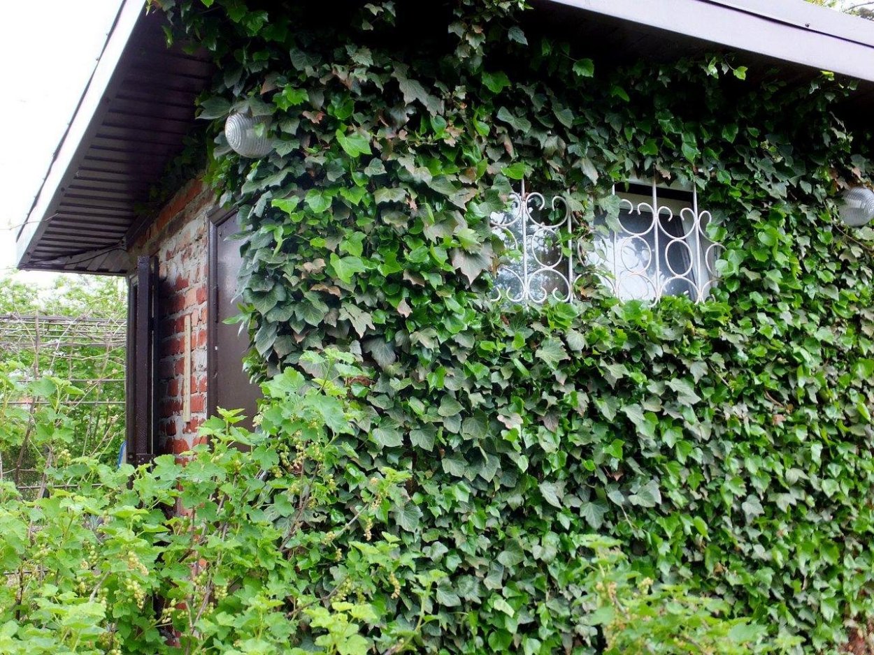 Плющ садовый морозостойкий