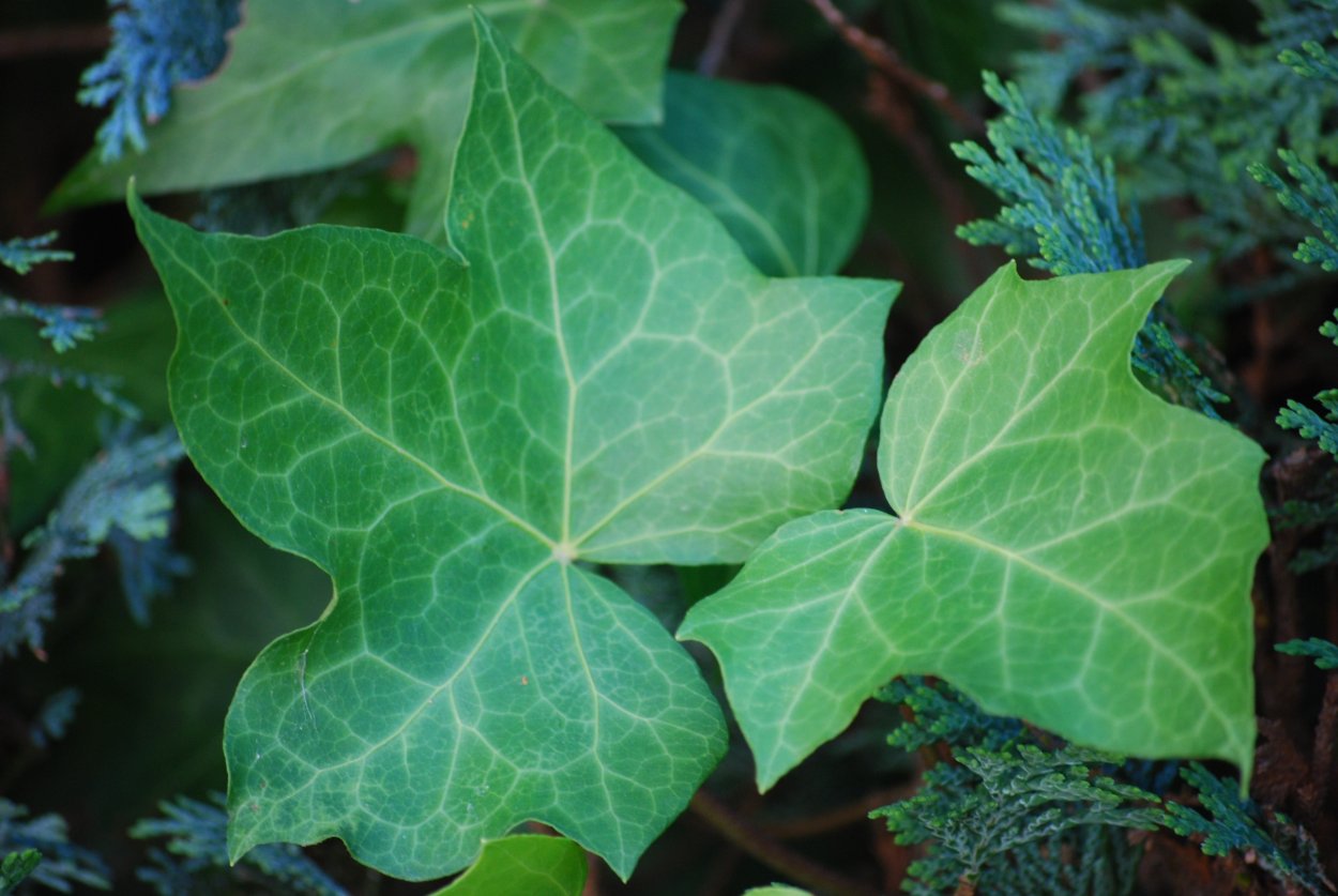 Плющ Hedera Helix листья