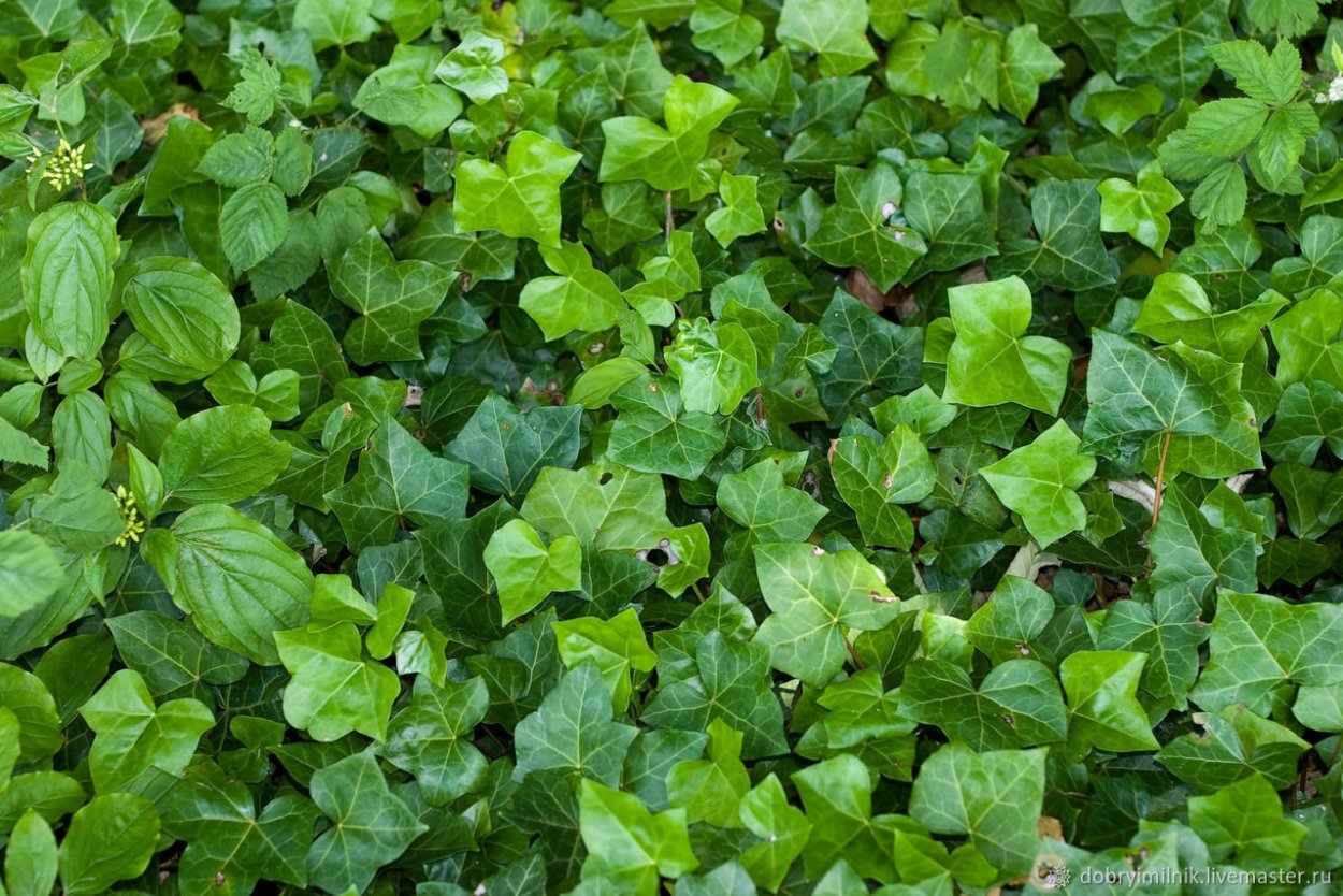 Шотландский плющ