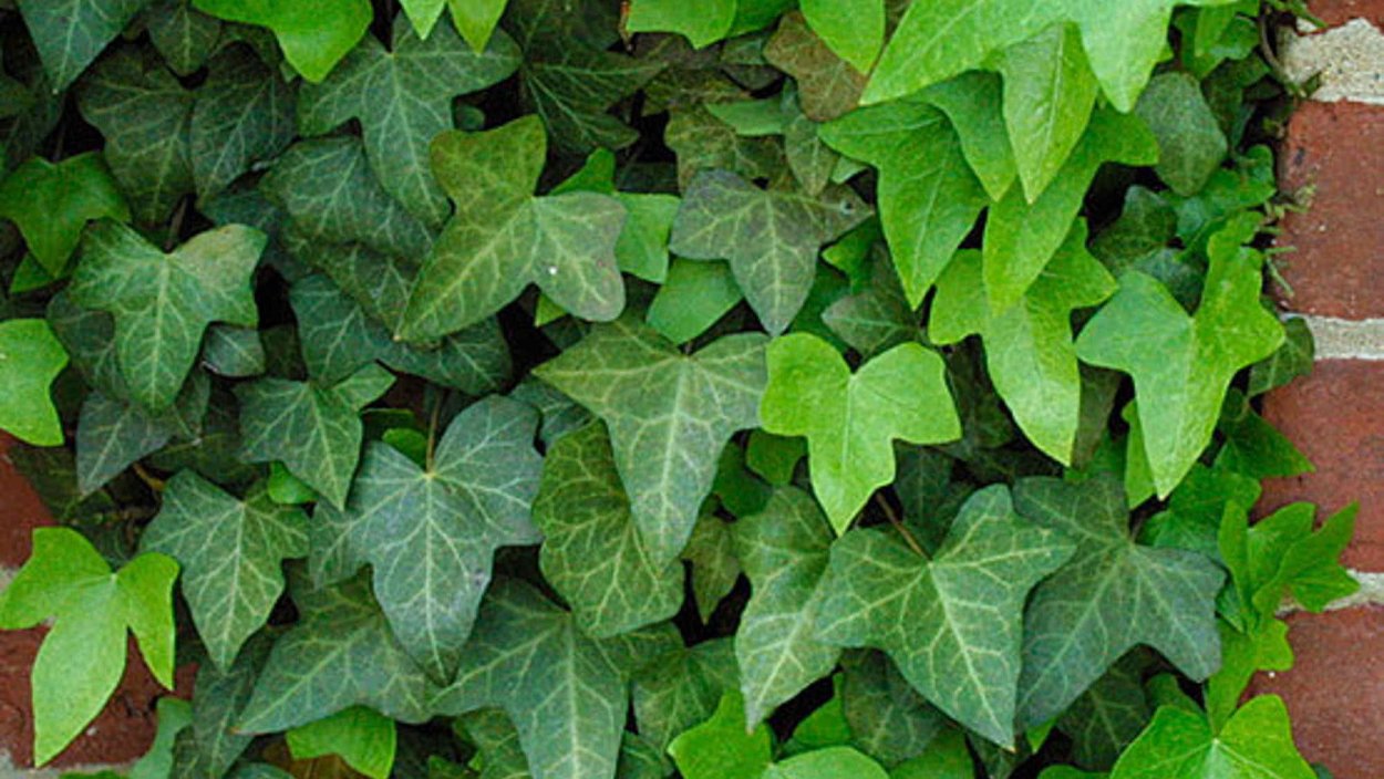 Плющ вечнозеленый (Hedera).