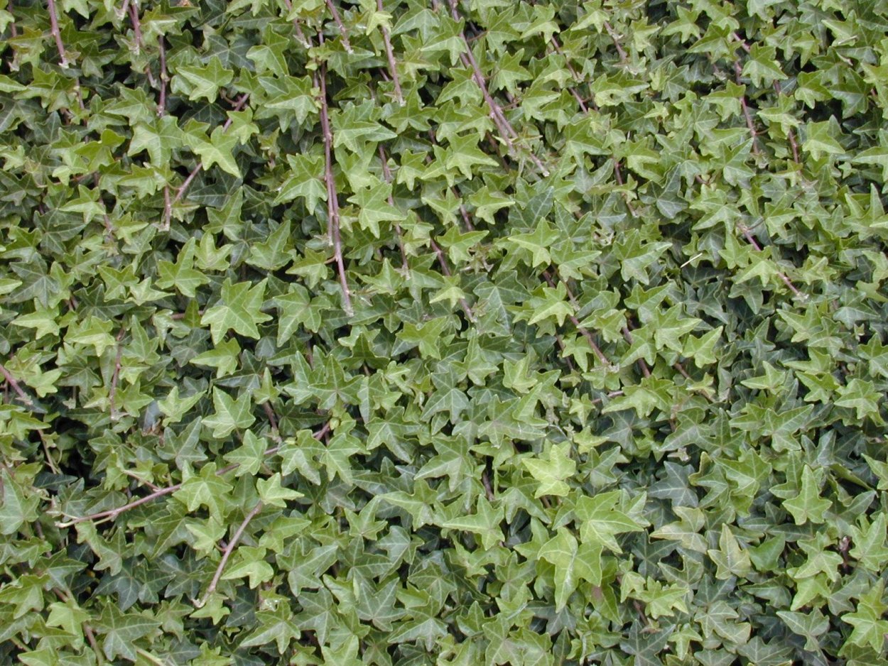 Плющ обыкновенный (Hedera Helix)