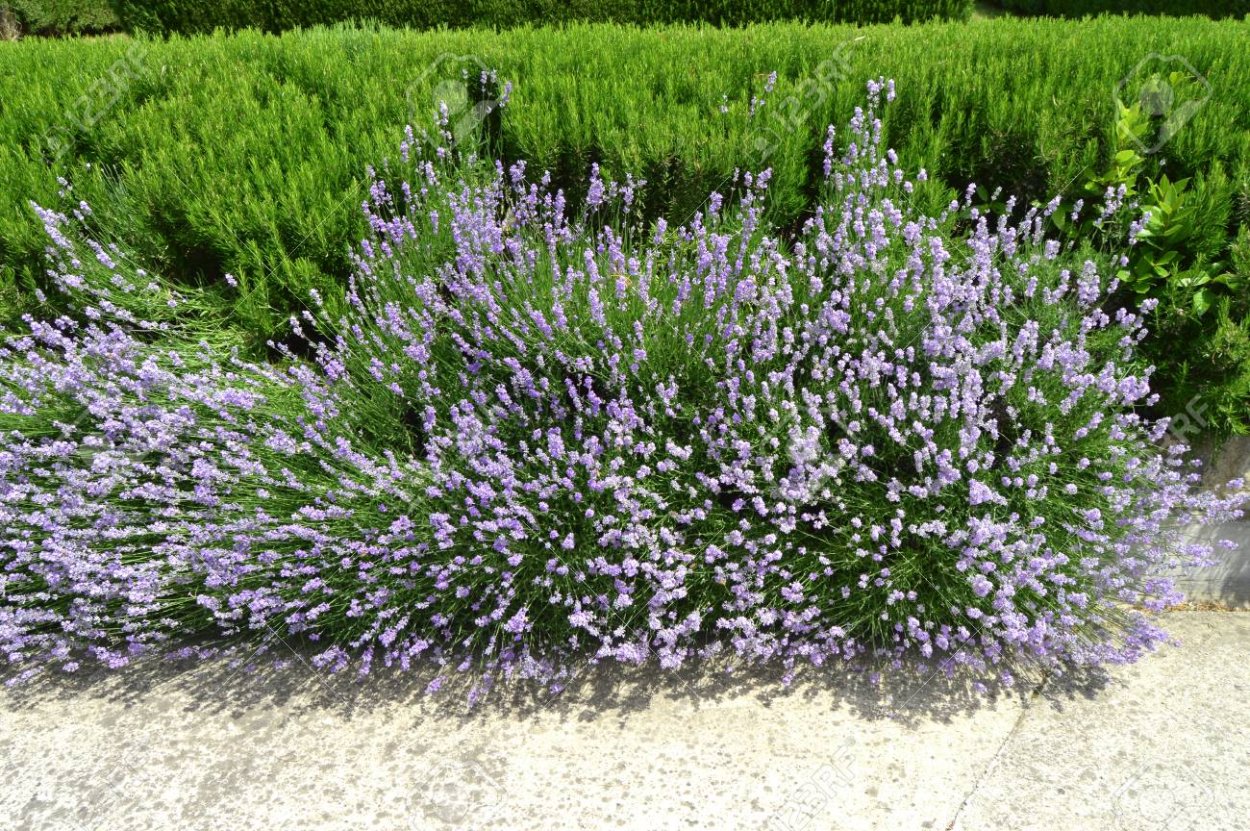 Лаванда и розмарин