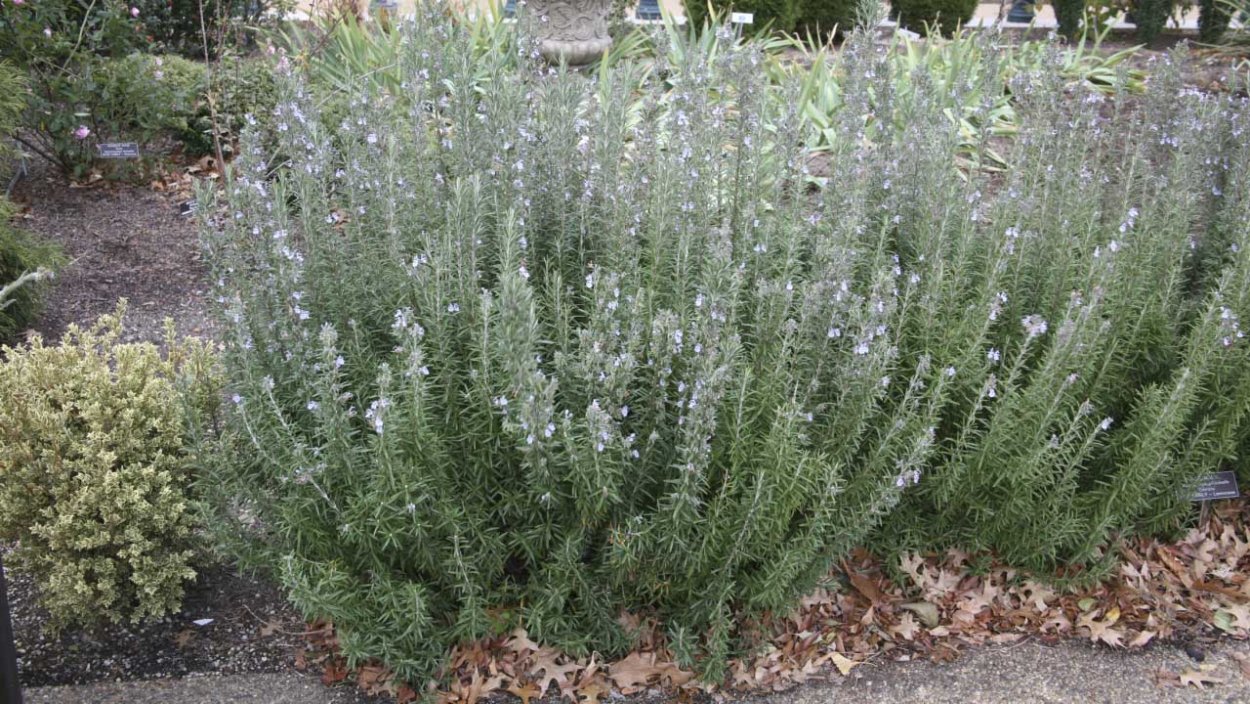 Розмариновое дерево