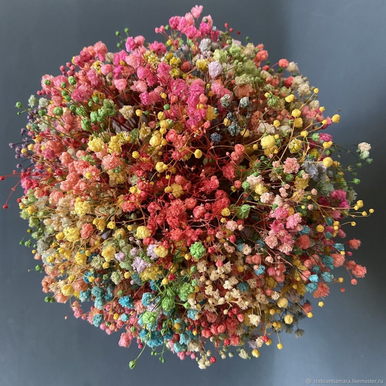 Гипсофила Радуга