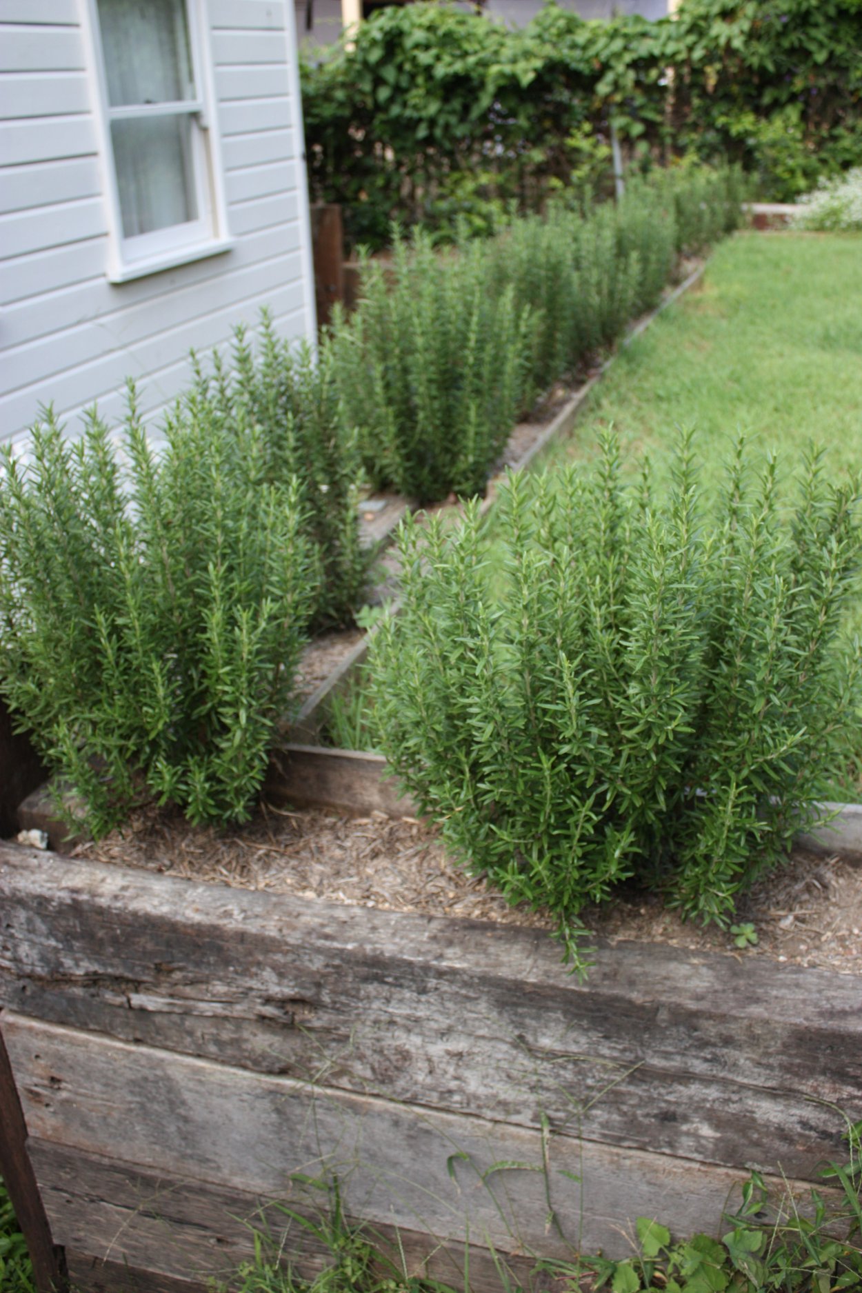 Розмарин кустарник садовый