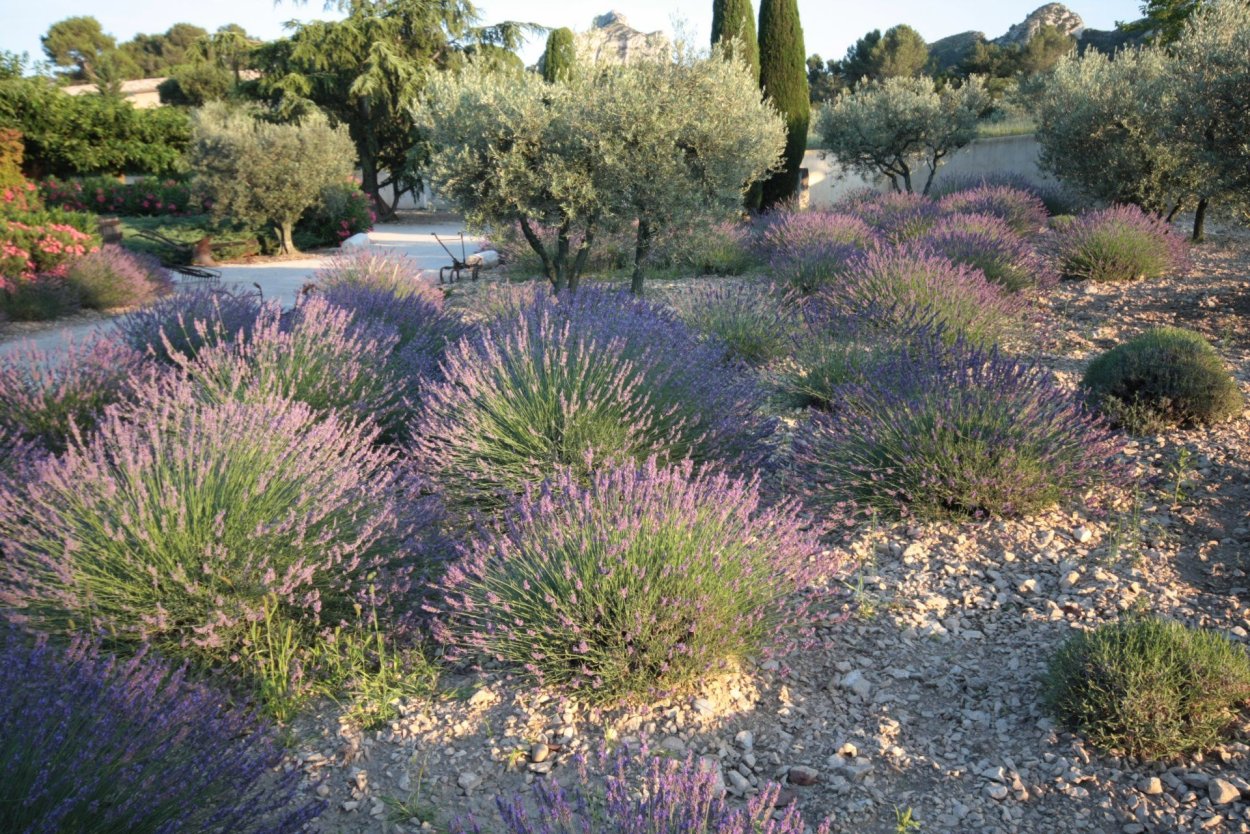 Розмарин вечнозеленый кустарник