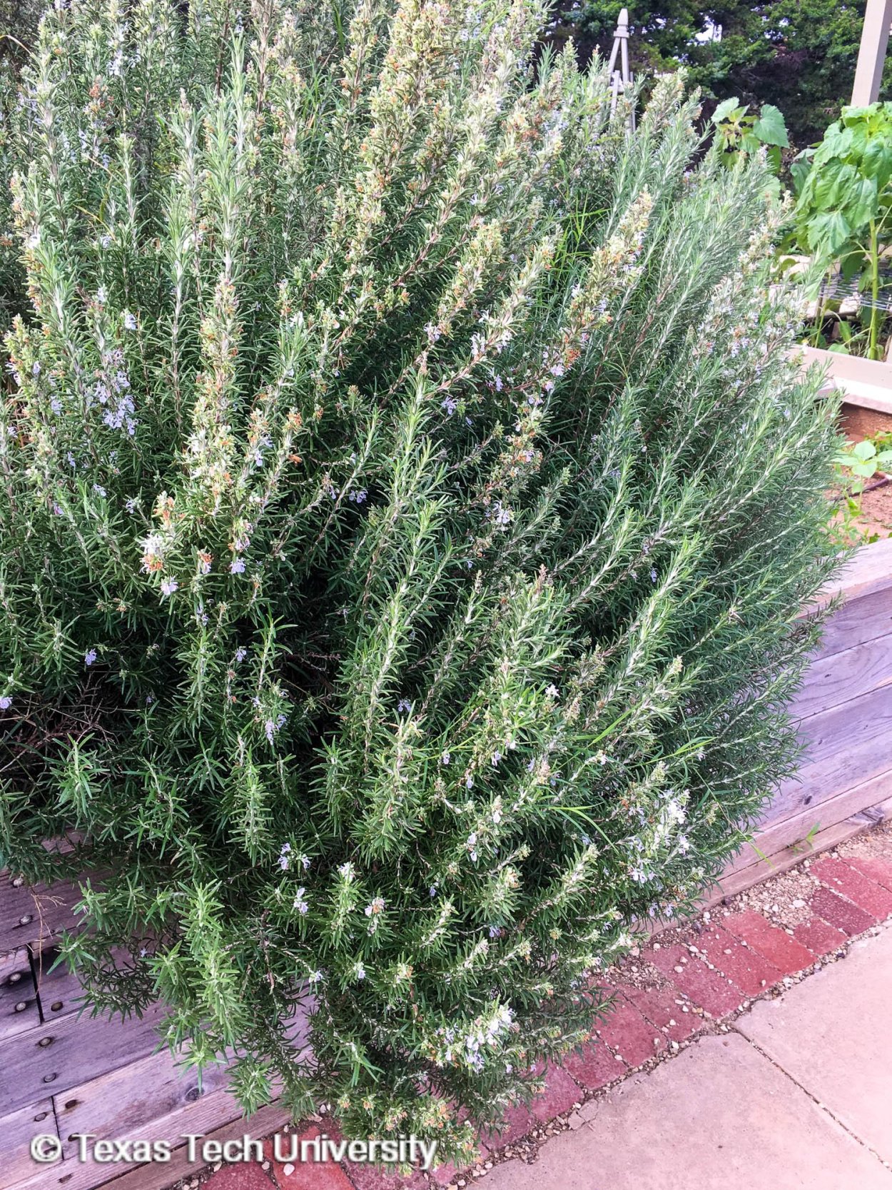 Розмарин эстрагон Любисток