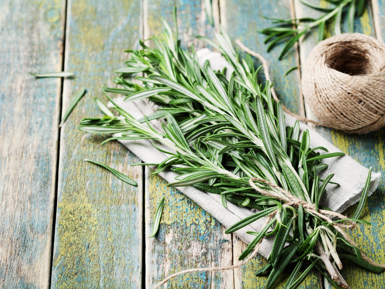 Розмарин дерево