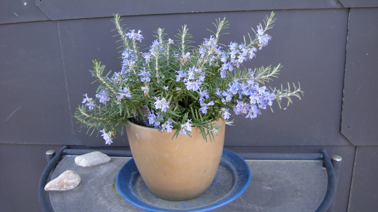 Розмарин Блю Винтер