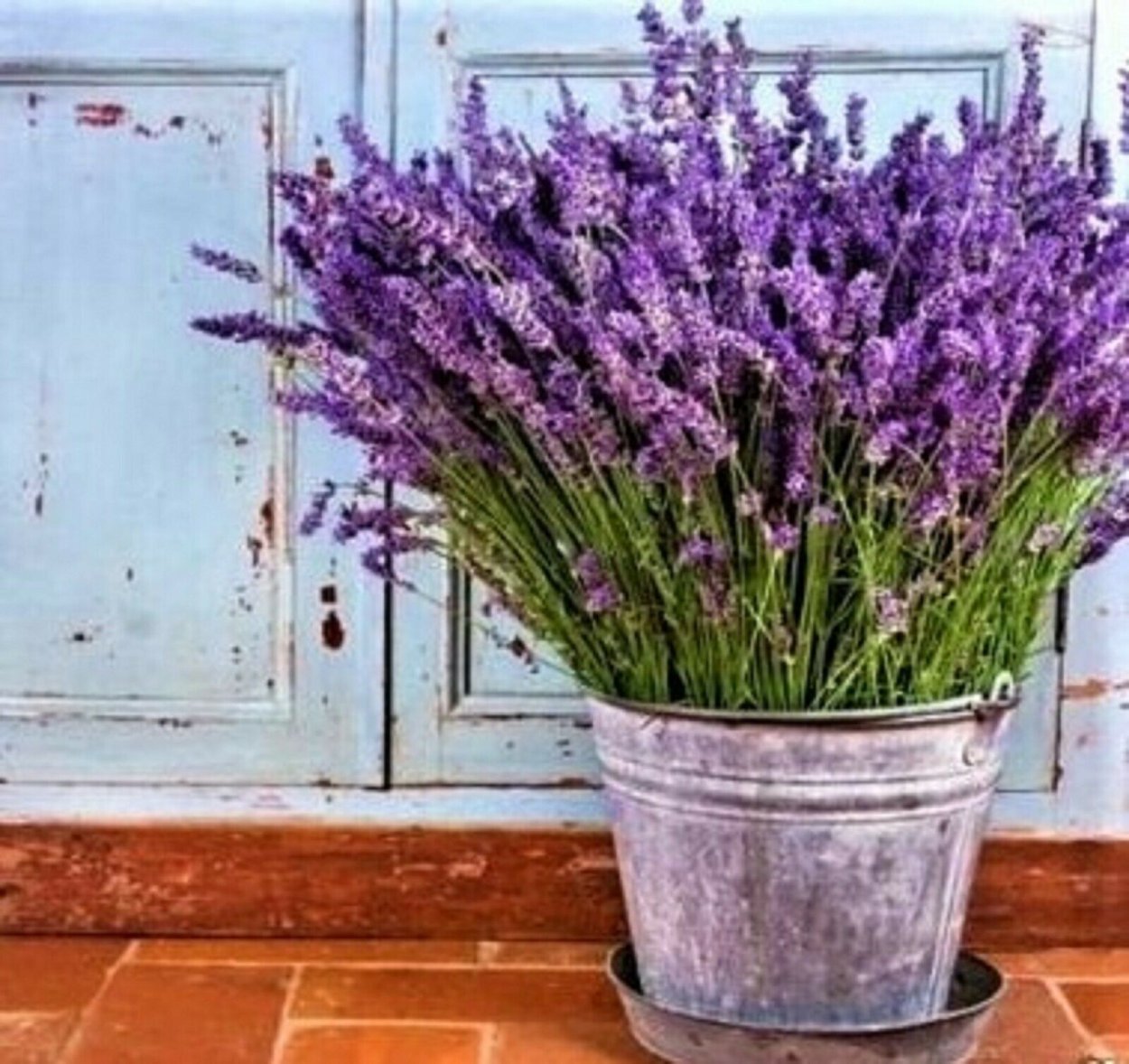 Розмарин лекарственный Rosmarinus officinalis гербарий