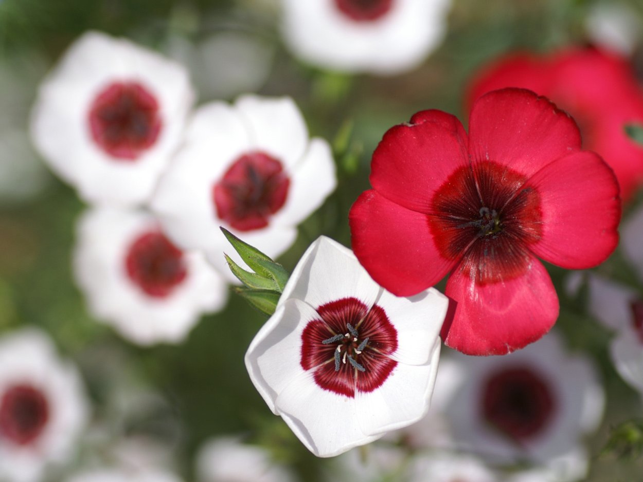 Белый цветок с красной серединкой