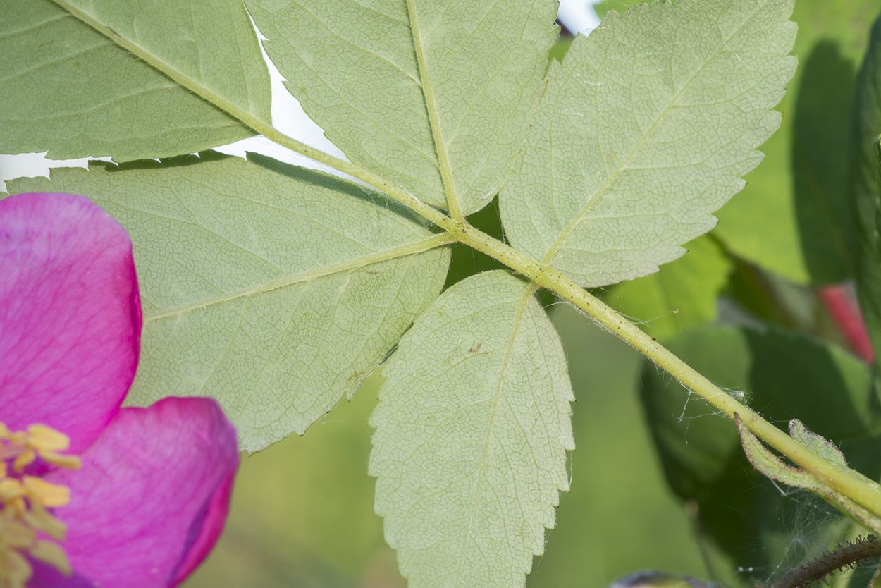 Роза иглистая листья