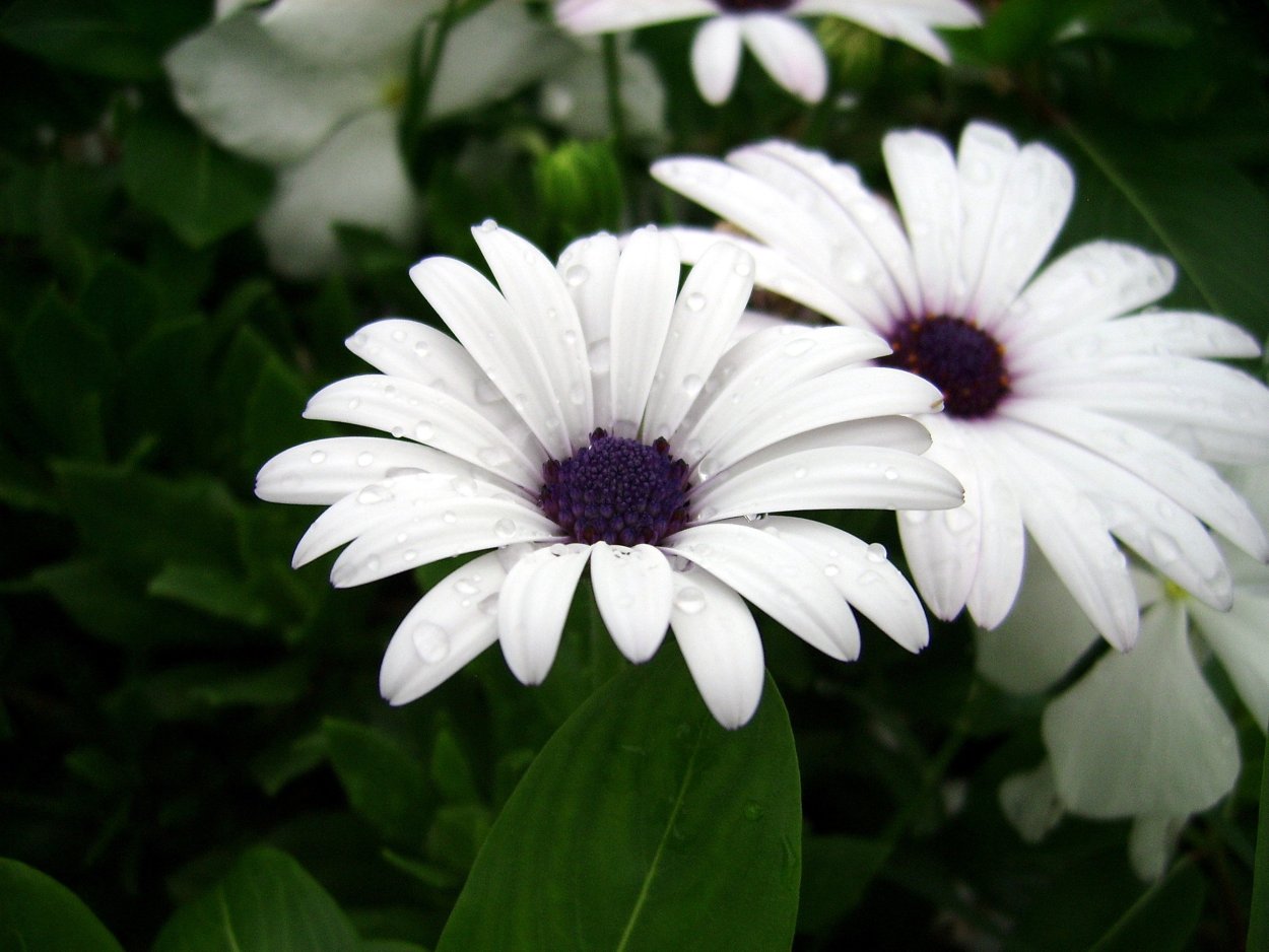 Желтая серединка ромашки