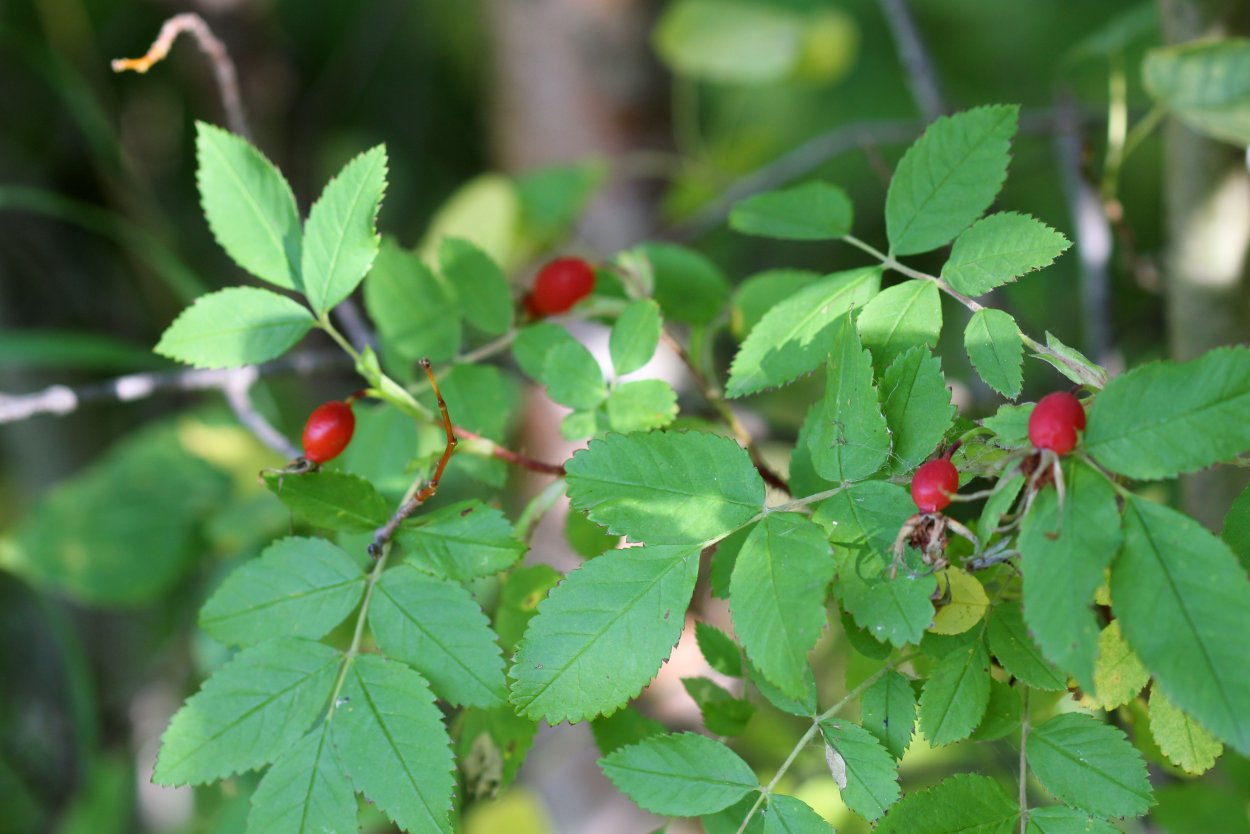 Роза иглистая – Rosa acicularis