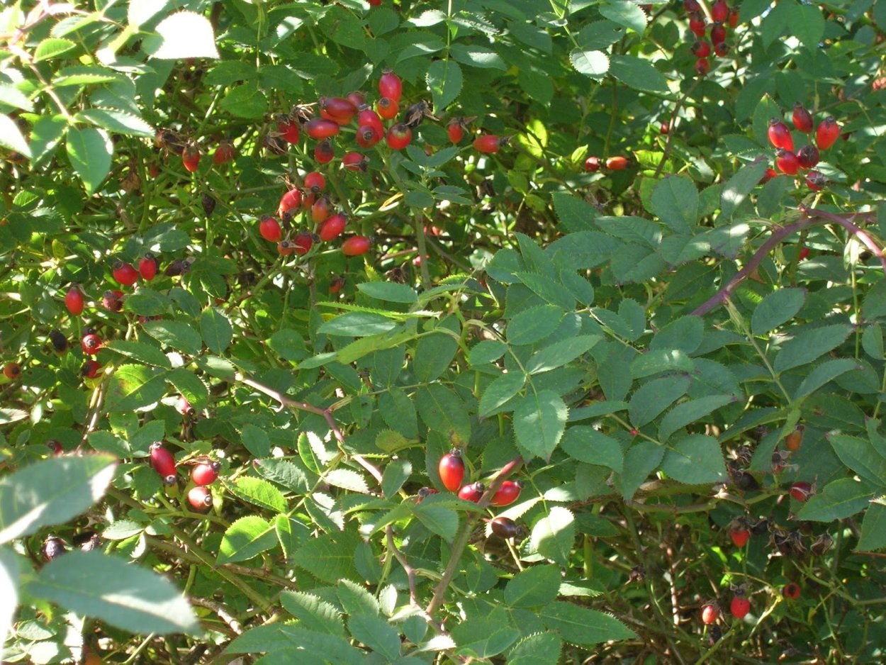 Шиповник Максимовича