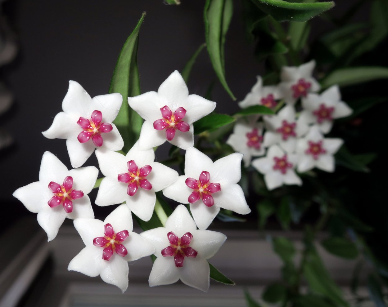 Зантедеския эфиопская