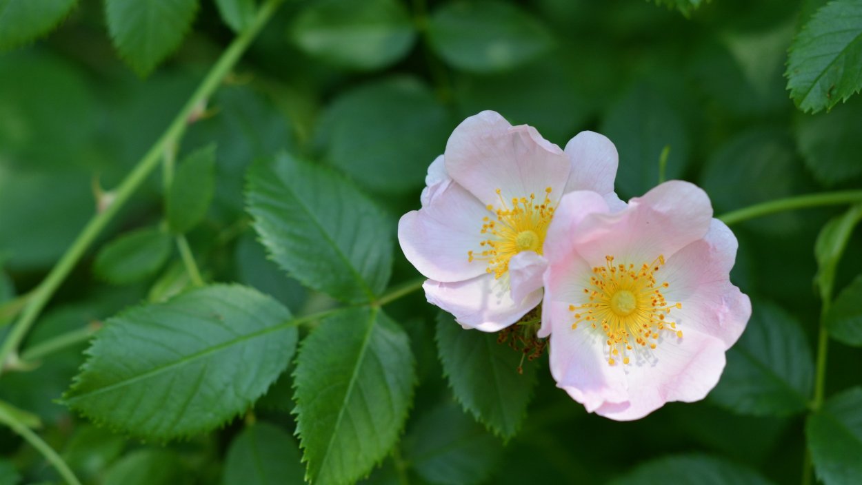 Rosa glabrifolia