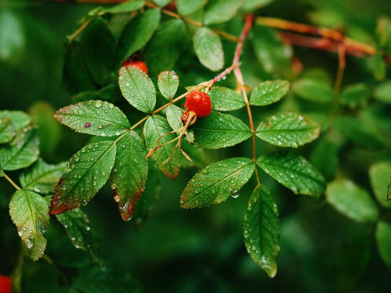 Fraxinus Americana листья