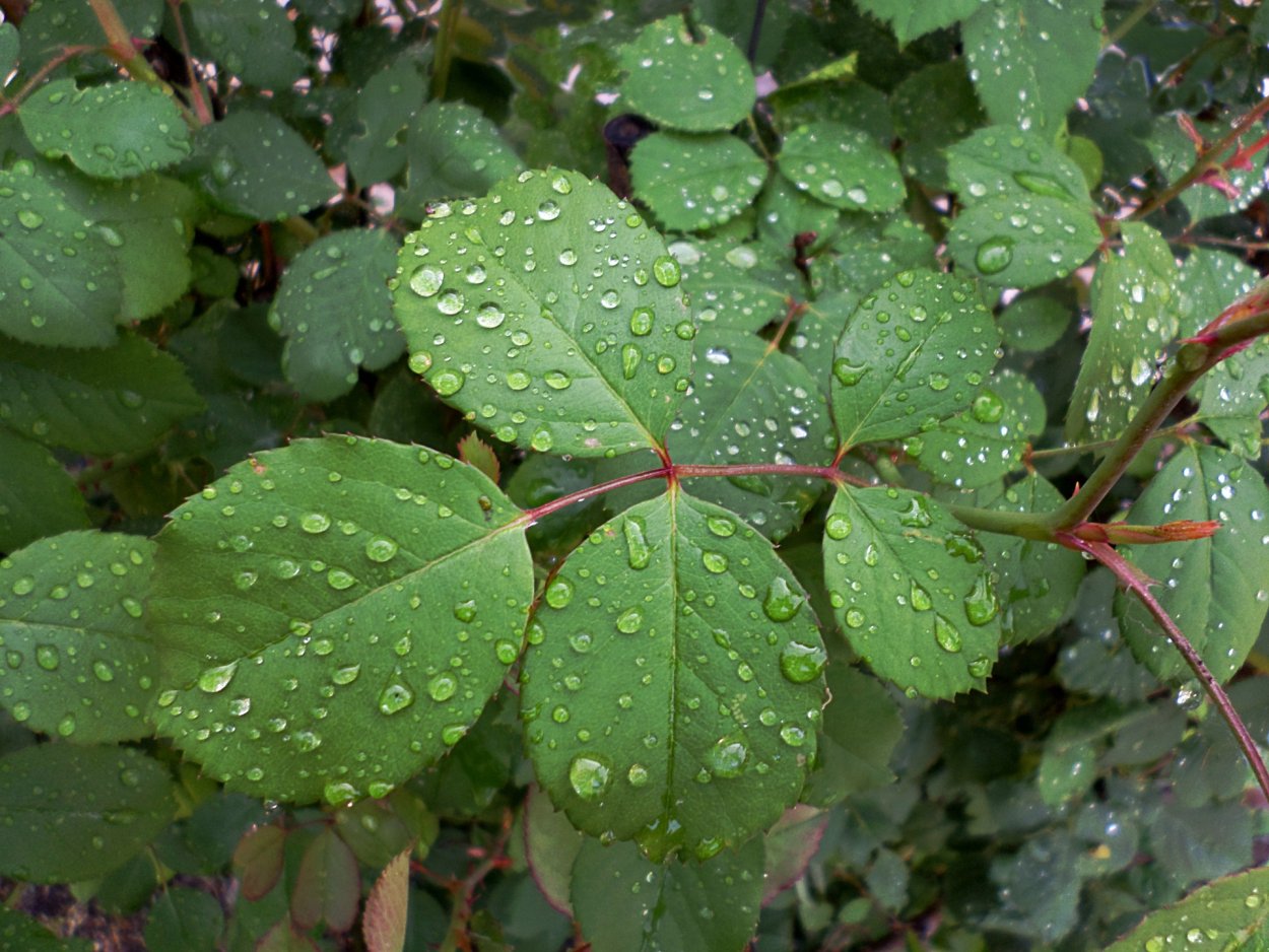 Лист шиповника для детей