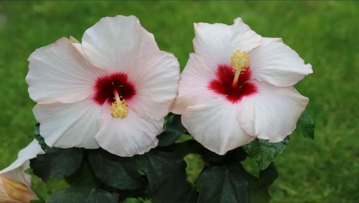 Гибискус Бенджамина