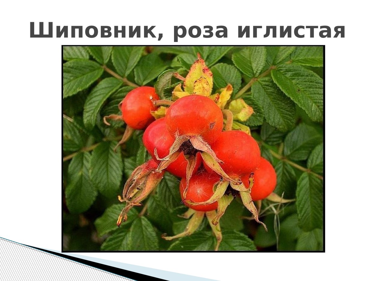Прилистники шиповника