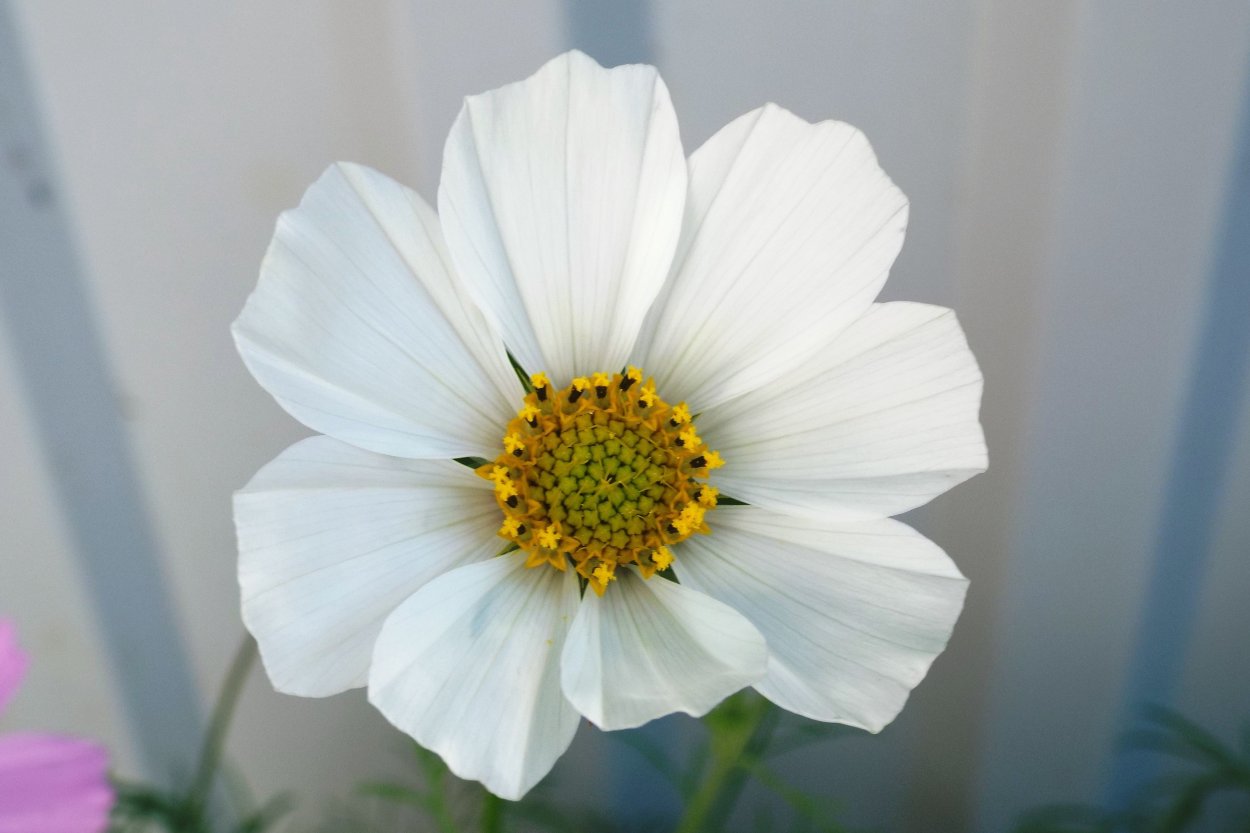 Белый цветок с желтой серединкой