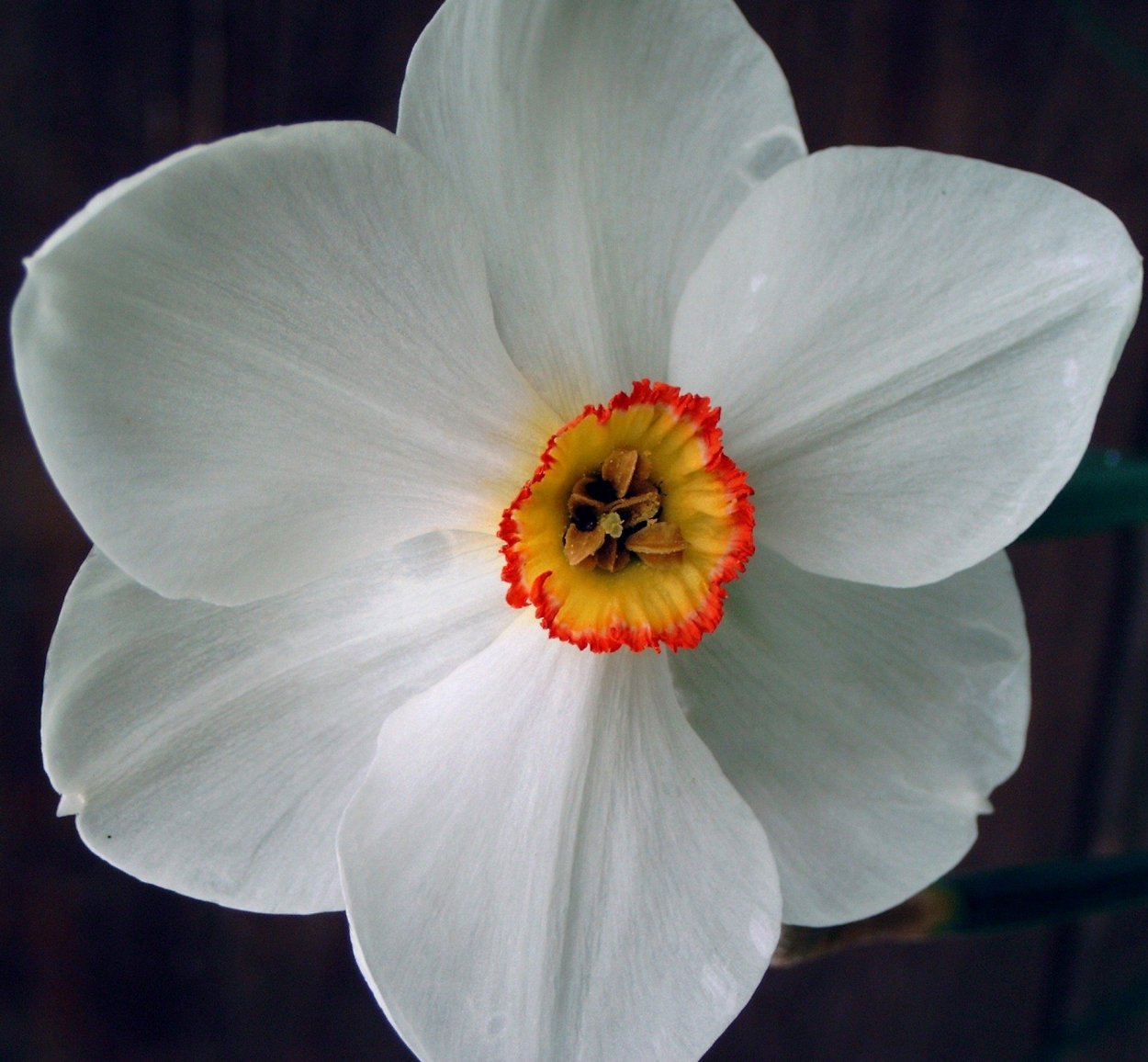 Нарцисс Рембрандт