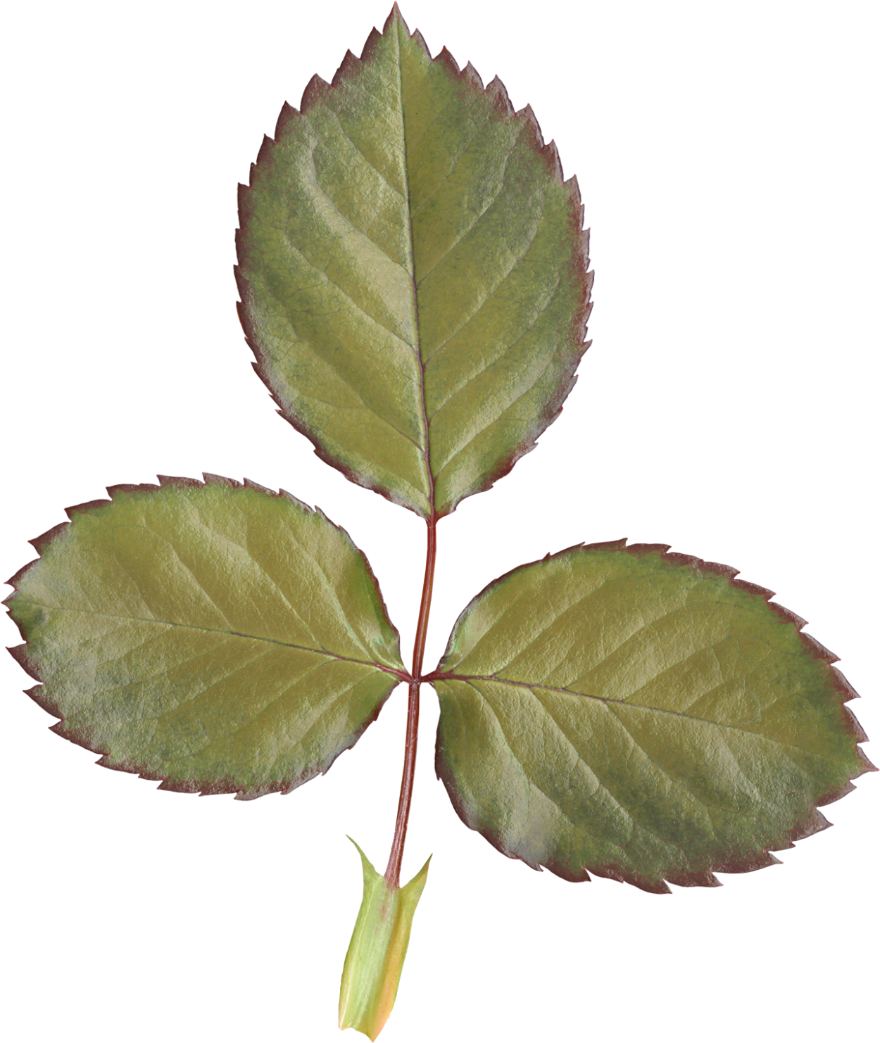 Лист шиповника для детей