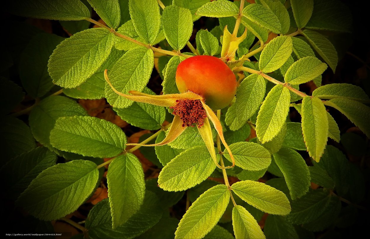 Листок розы