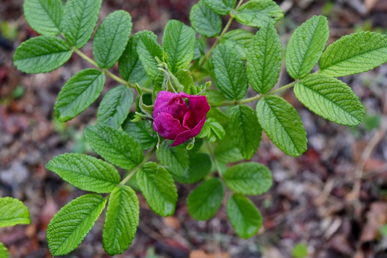 Шиповник иглистый 4 класс