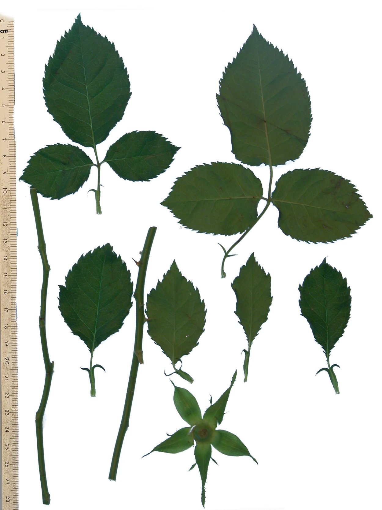 Листочки розы