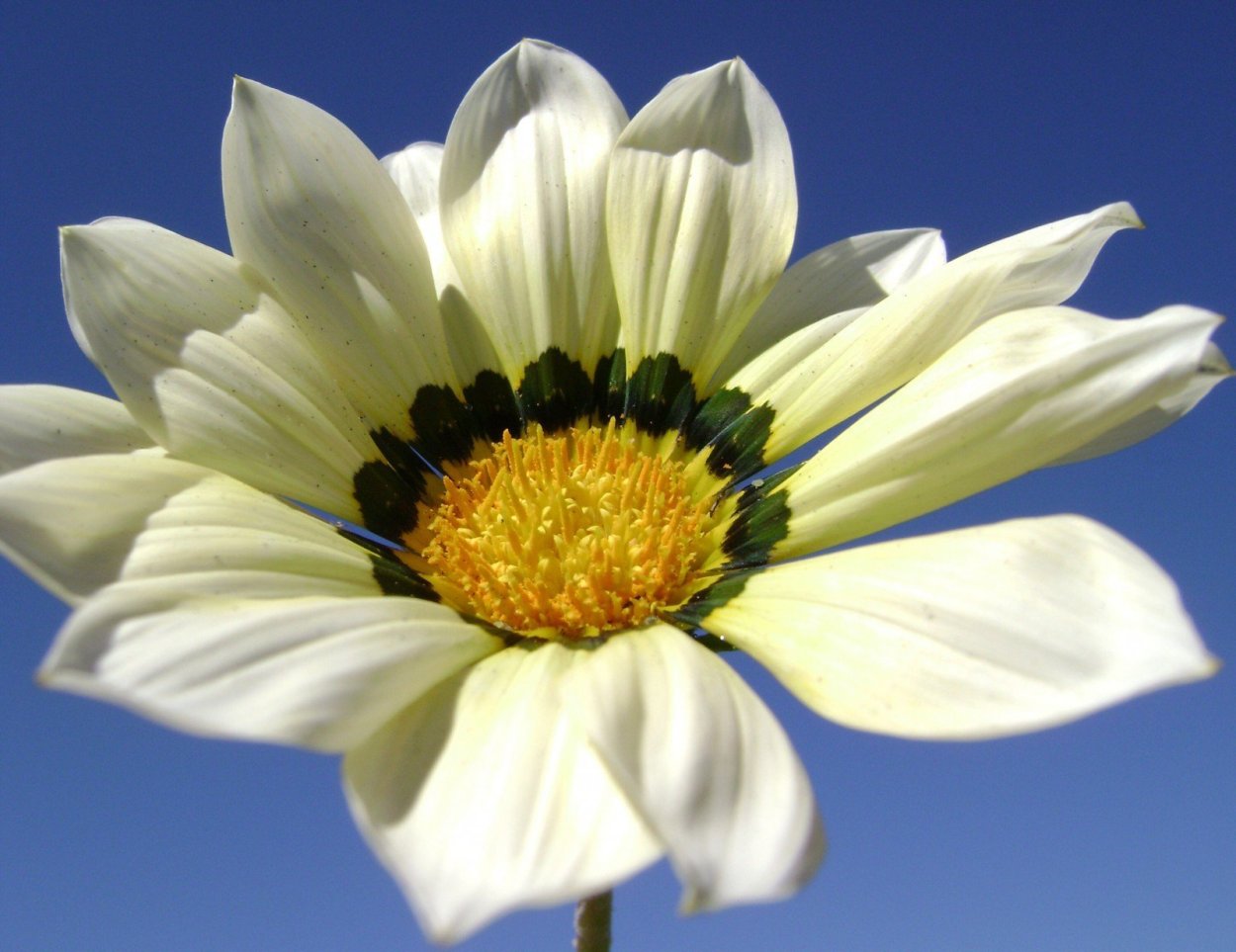 Дейзи Фловер