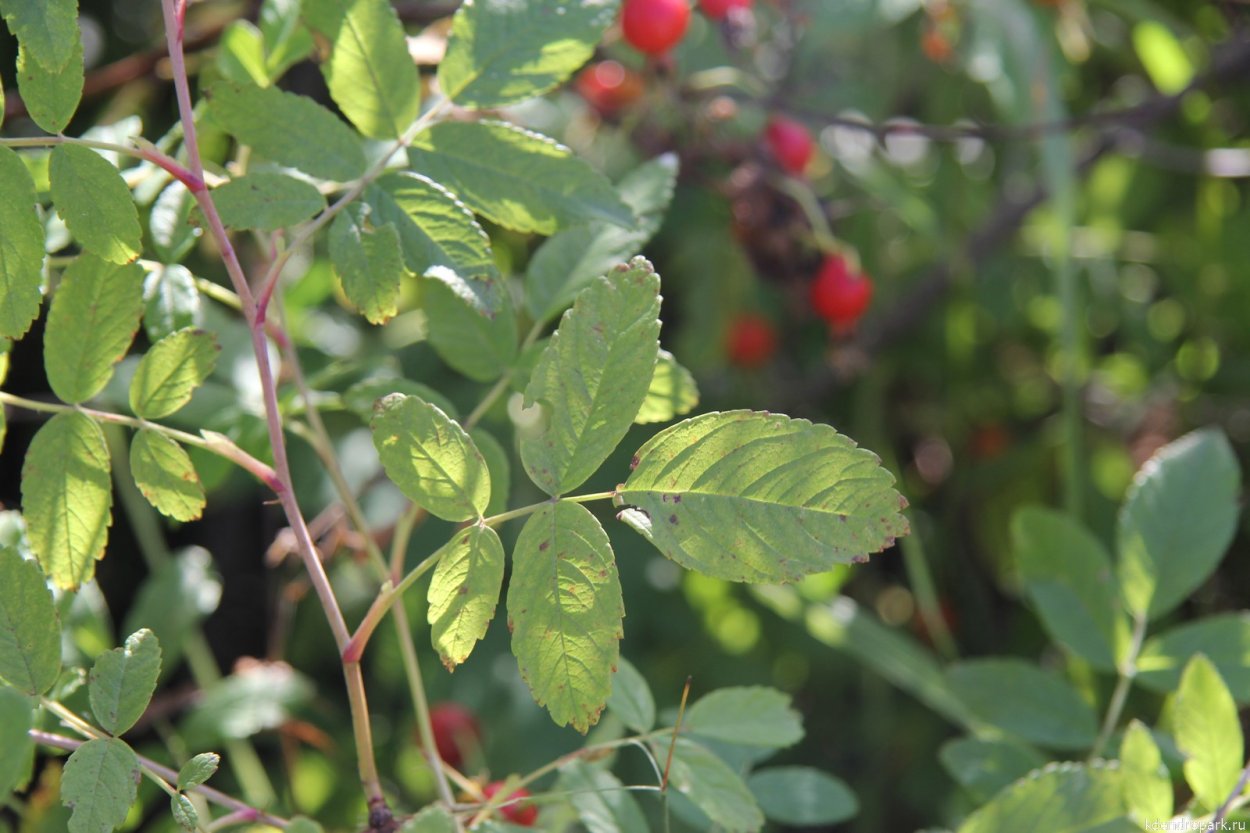 Шиповник Луговой